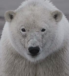 商业机密：北极熊贸易黑幕